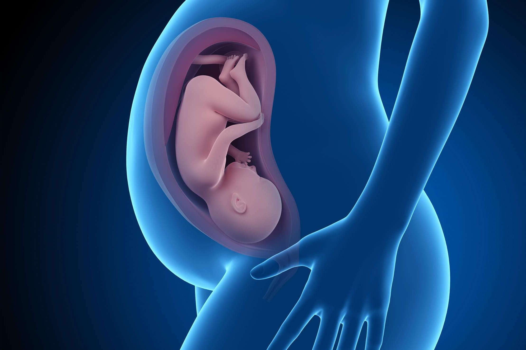 Развитие эмбриона в утробе