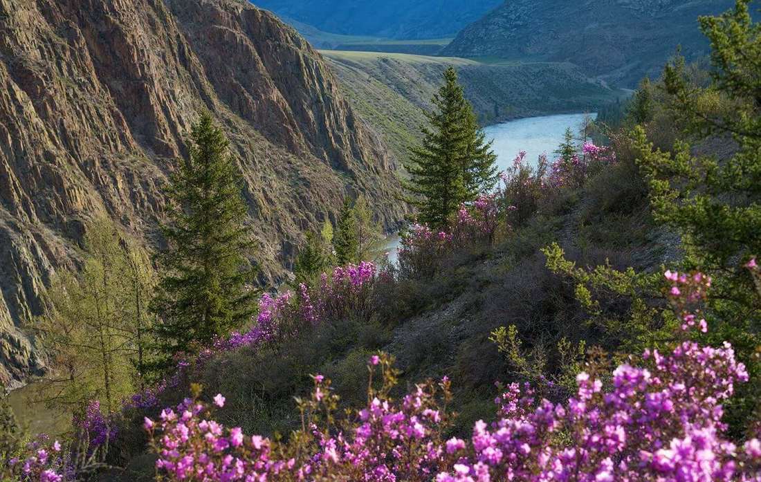 Горы, цветы, озеро на Алтае в мае