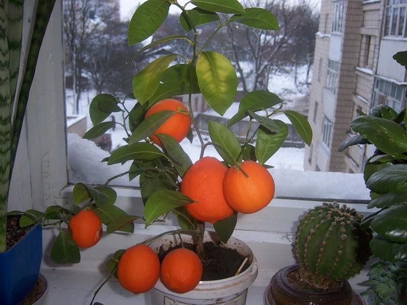 Апельсиновое дерево с плодами в домашних условиях на окне, 2
