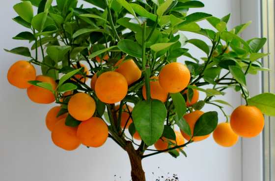Апельсиновое дерево с плодами в домашних условиях