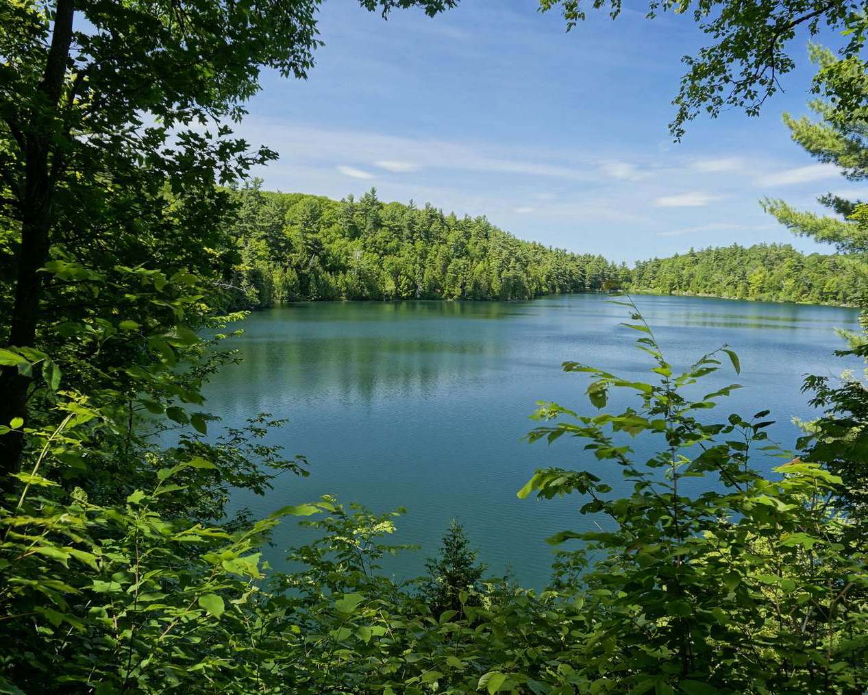 Красивое чистое озеро в зеленом лесу