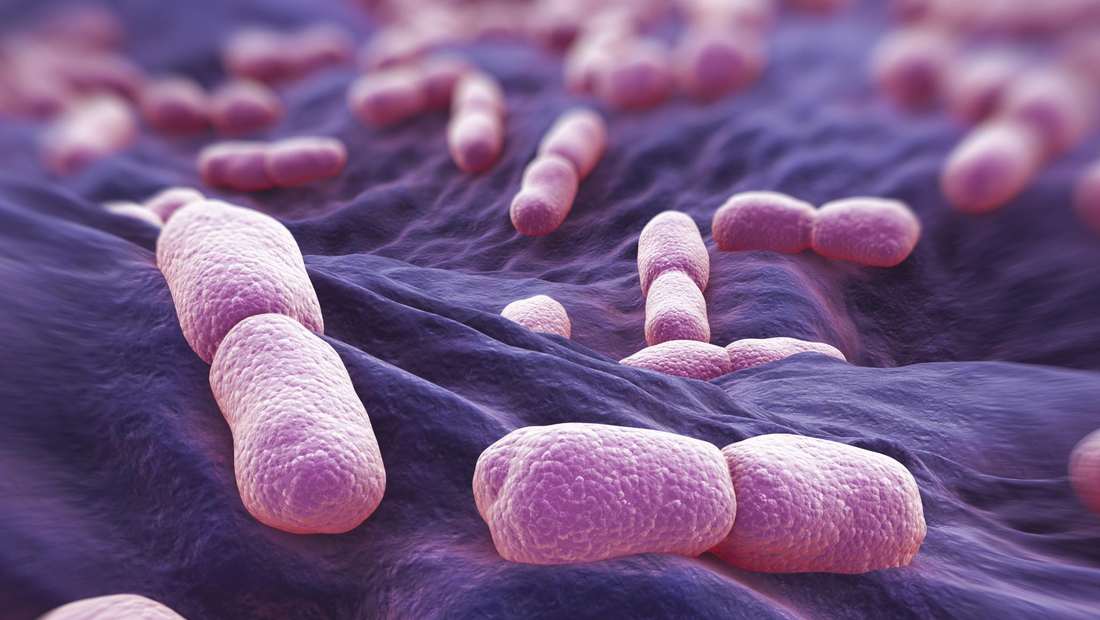 Листерия бактерия картинка