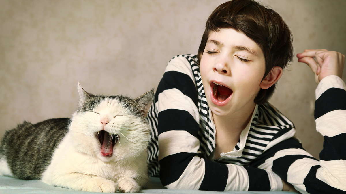 заразительная зевота мальчик и кот