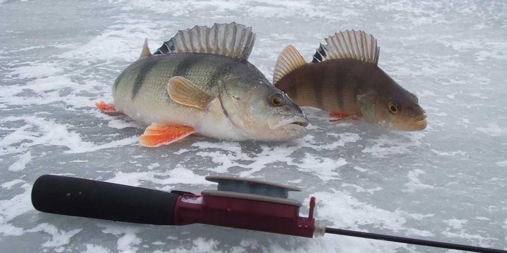 Рыбалка зимой окунь на льду