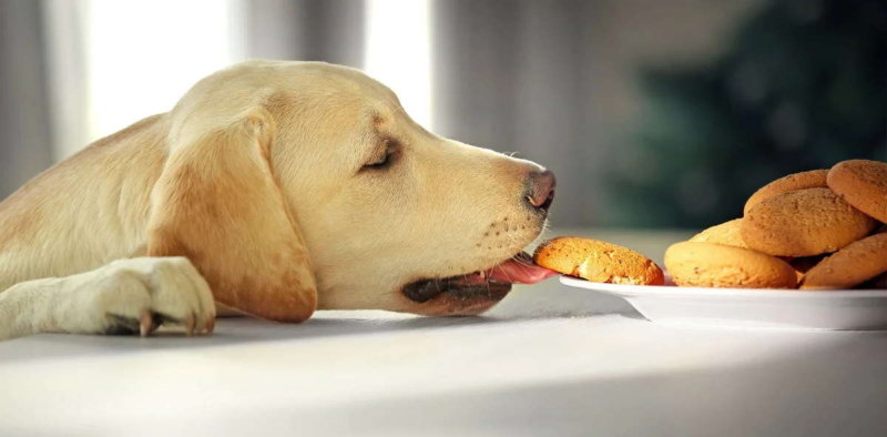 Заводим собаку: чем её кормить и что запрещено