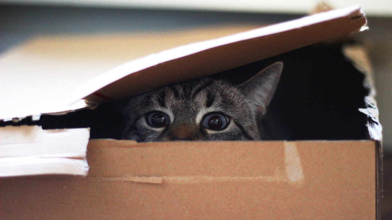 Кот тревожно выглядывает из коробки