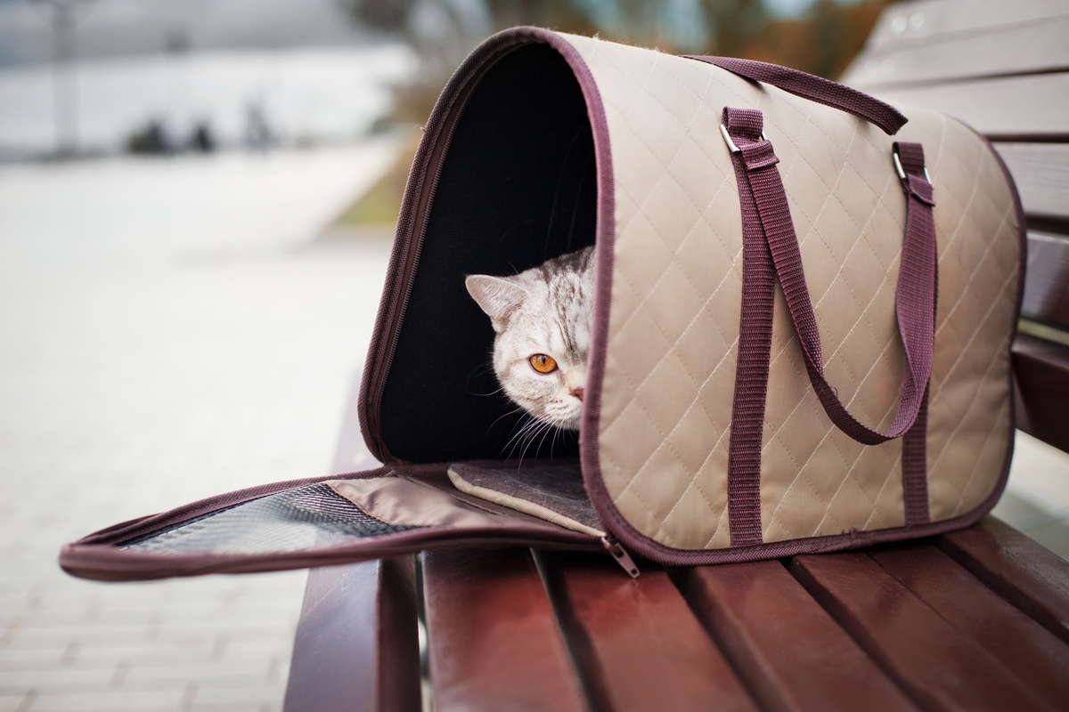 кот в сумке для переноски животных