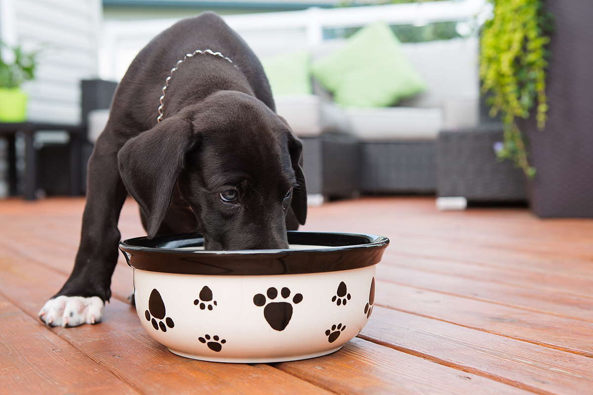черный щенок лабрадор ест из миски