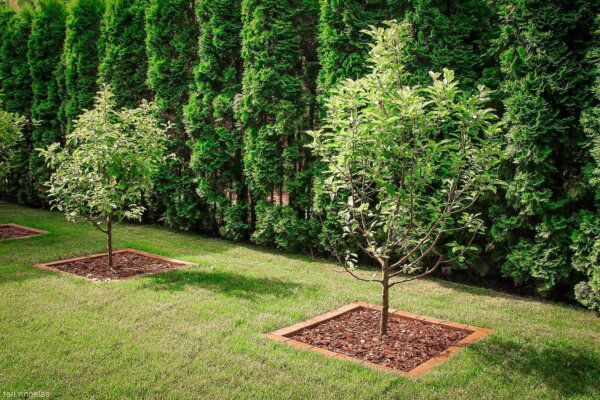 Как правильно расположить плодовые деревья на участке