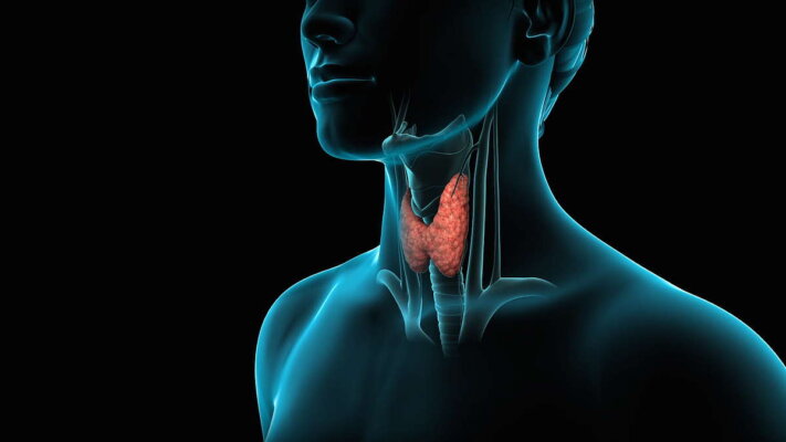 Анализ на гормоны щитовидной железы: какие сдавать, расшифровка