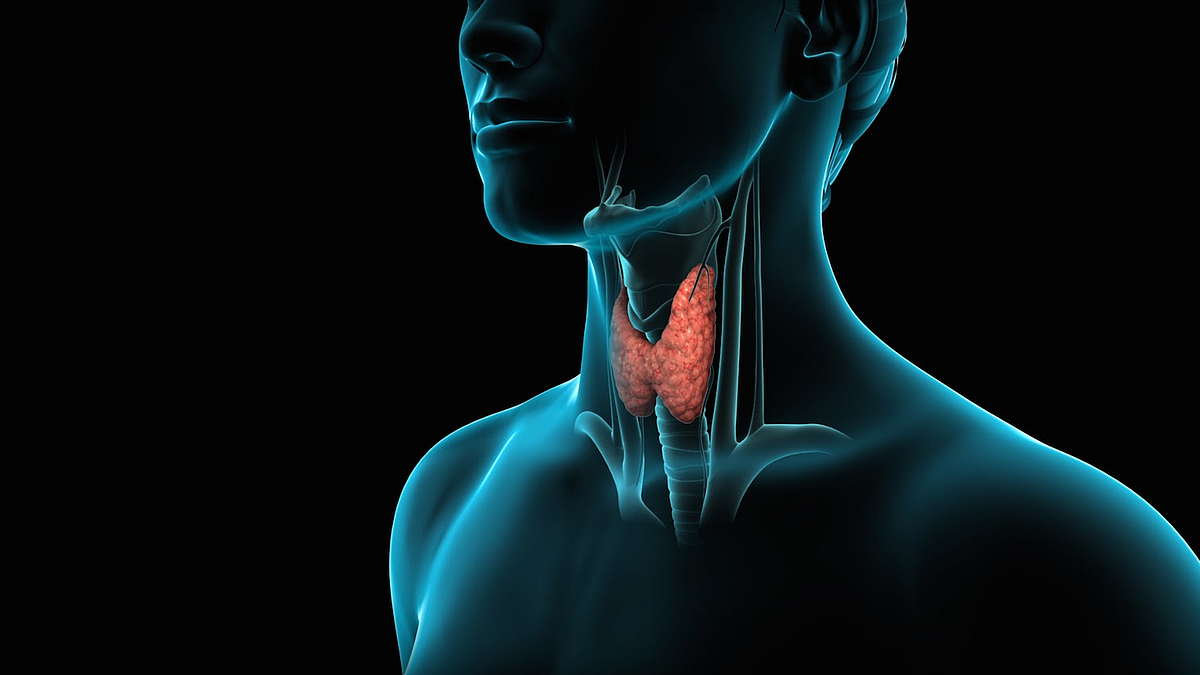 щитовидная железа картинки